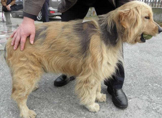 老年犬貓吃多卻變瘦，需要檢查甲狀腺功能，可能存在甲狀腺問題