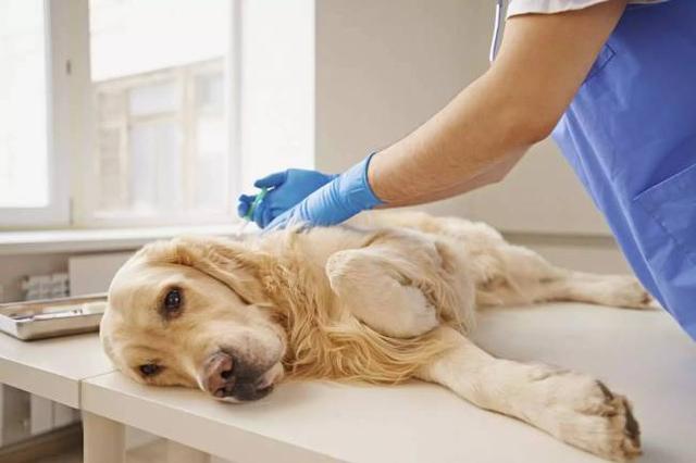 老年犬貓吃多卻變瘦，需要檢查甲狀腺功能，可能存在甲狀腺問題