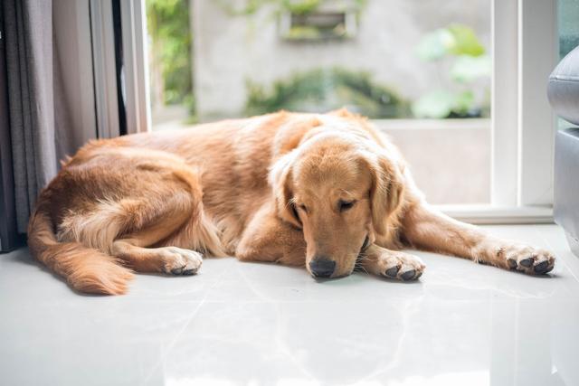 老年犬貓吃多卻變瘦，需要檢查甲狀腺功能，可能存在甲狀腺問題