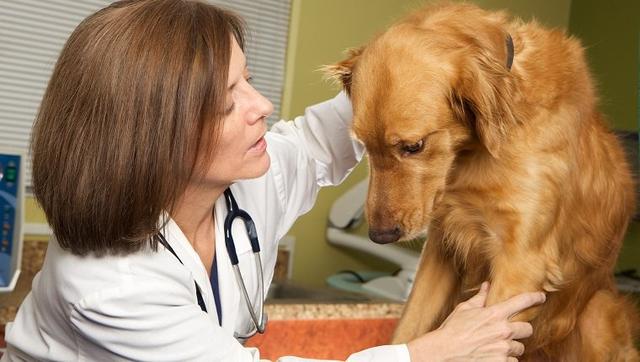 老年犬貓吃多卻變瘦，需要檢查甲狀腺功能，可能存在甲狀腺問題
