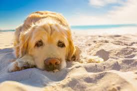 老年犬貓吃多卻變瘦，需要檢查甲狀腺功能，可能存在甲狀腺問題