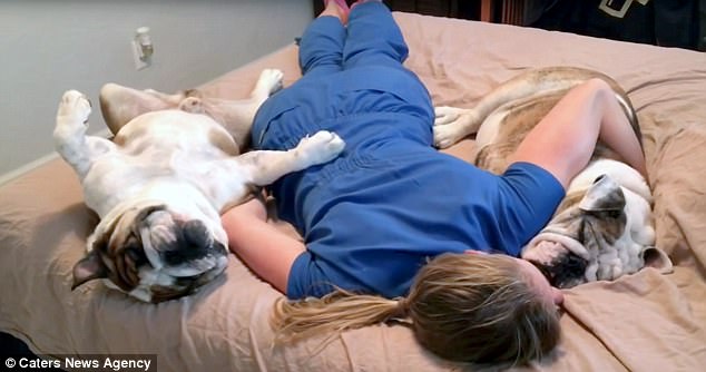 護理師馬麻一回家就累癱　2隻鬥牛犬鵝子神同步：我們陪妳～ 