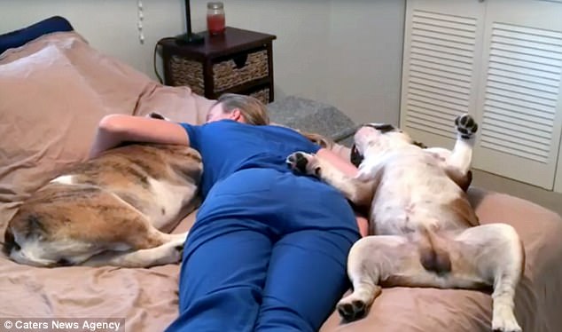 護理師馬麻一回家就累癱　2隻鬥牛犬鵝子神同步：我們陪妳～ 