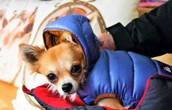 愛犬27歲仍未變老，鏟屎官學會這五點妙招，讓寵物陪伴自己更久