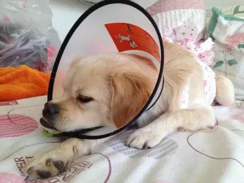 愛犬27歲仍未變老，鏟屎官學會這五點妙招，讓寵物陪伴自己更久