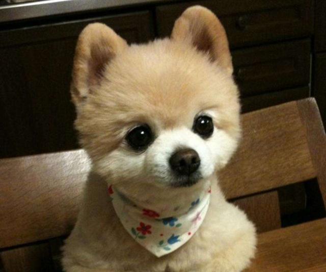 愛犬27歲仍未變老，鏟屎官學會這五點妙招，讓寵物陪伴自己更久