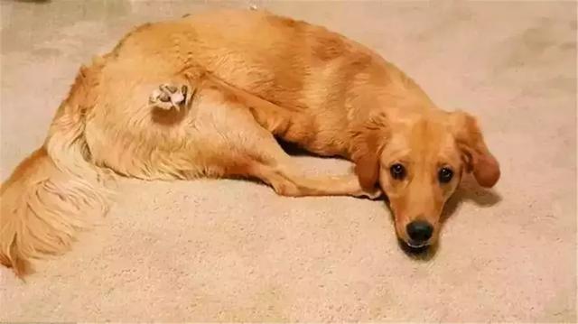 金毛前腿殘疾似霸王龍，主人堅持為愛犬治療，努力幫它學會行走