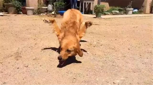 金毛前腿殘疾似霸王龍，主人堅持為愛犬治療，努力幫它學會行走