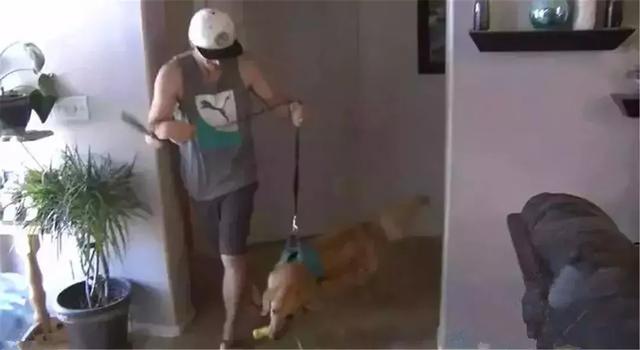 金毛前腿殘疾似霸王龍，主人堅持為愛犬治療，努力幫它學會行走