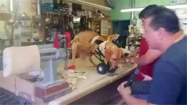金毛前腿殘疾似霸王龍，主人堅持為愛犬治療，努力幫它學會行走