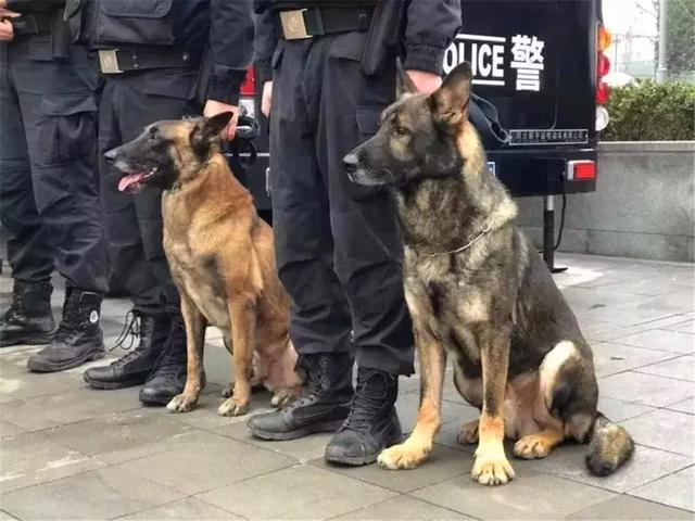 警犬早起出發執行任務，忍不住打了個大哈欠，隔壁警犬默默偷笑