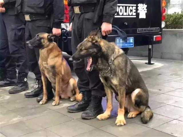 警犬早起出發執行任務，忍不住打了個大哈欠，隔壁警犬默默偷笑