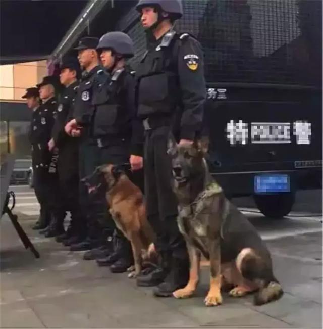 警犬早起出發執行任務，忍不住打了個大哈欠，隔壁警犬默默偷笑