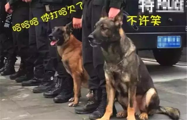 警犬早起出發執行任務，忍不住打了個大哈欠，隔壁警犬默默偷笑