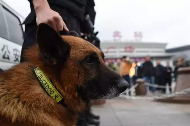 警犬早起出發執行任務，忍不住打了個大哈欠，隔壁警犬默默偷笑