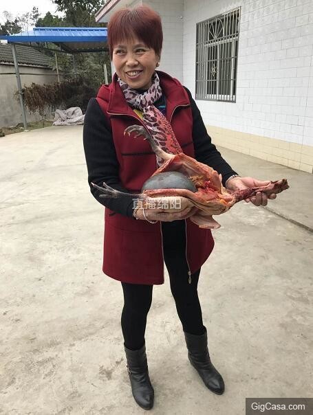 女子殺了養3年的老母雞準備熬湯，一剖開看到裏麵的『黑色巨物』頓時一驚