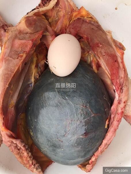 女子殺了養3年的老母雞準備熬湯，一剖開看到裏麵的『黑色巨物』頓時一驚