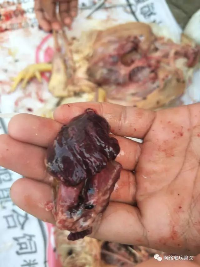 女子殺了養3年的老母雞準備熬湯，一剖開看到裏麵的『黑色巨物』頓時一驚