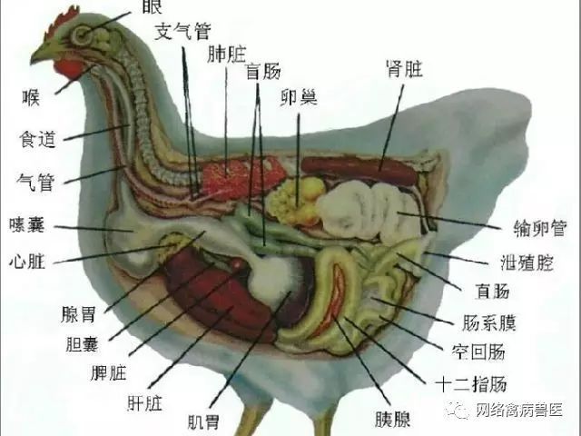 女子殺了養3年的老母雞準備熬湯，一剖開看到裏麵的『黑色巨物』頓時一驚