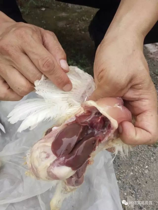 女子殺了養3年的老母雞準備熬湯，一剖開看到裏麵的『黑色巨物』頓時一驚
