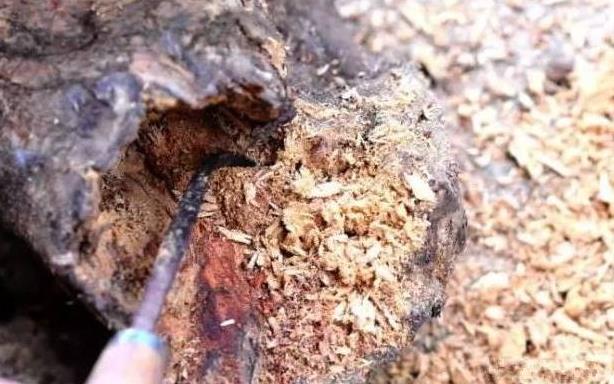 小夥回家路遇爬滿白蟻爛木頭，撿回家中精心清理，網友：恭喜你發財了
