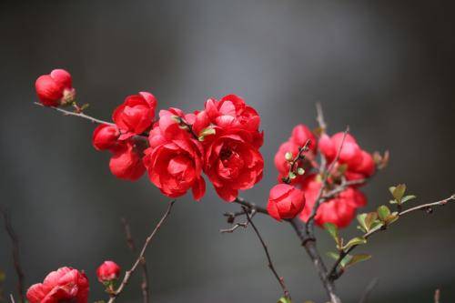 1月3號起，苦盡甘來，有橫財大運加身，錢財如雨的5大生肖！