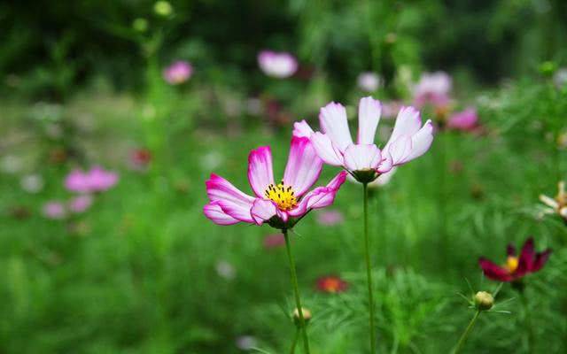 1月3、4號開始，財運奇佳，正財旺偏財發，苦難到頭的5大生肖！