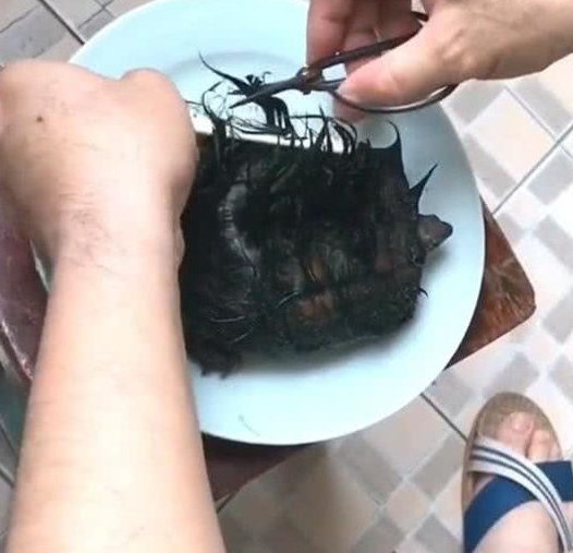 男子在海邊撿到一隻「綠毛龜」，將烏龜毛髮剪掉後，才知闖禍了！