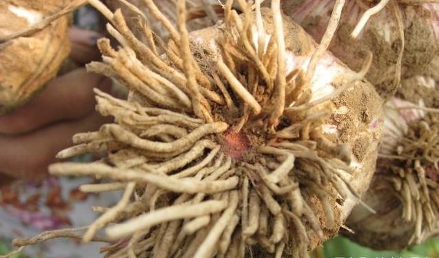 天然「青黴素」，經常吃點，消炎殺菌、清血管、防感冒