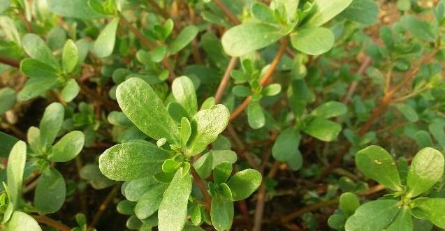 天然「青黴素」，經常吃點，消炎殺菌、清血管、防感冒