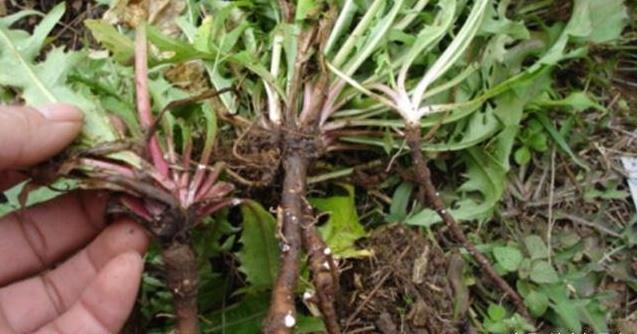 天然「青黴素」，經常吃點，消炎殺菌、清血管、防感冒