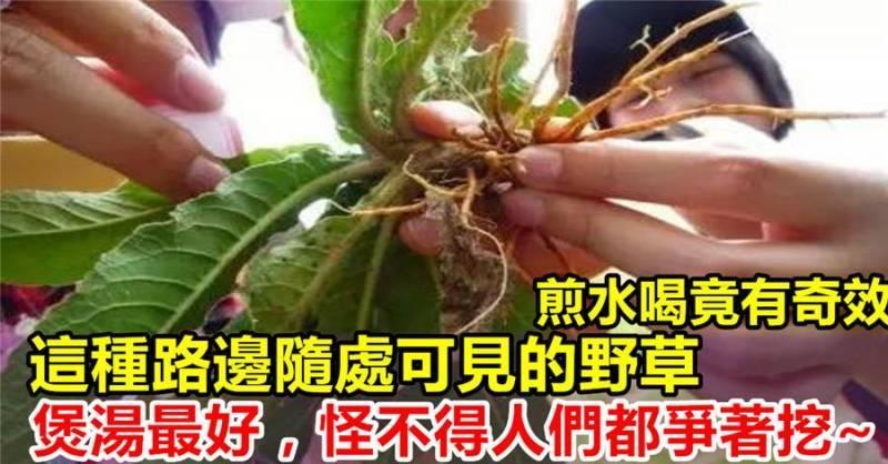 村邊及路旁的一種野草，還有治療腳氣的作用