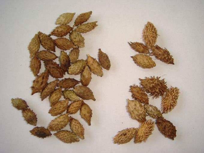 被鼻炎折磨了 39 年，原來蒼耳子才是鼻炎的剋星，輕鬆搞定！