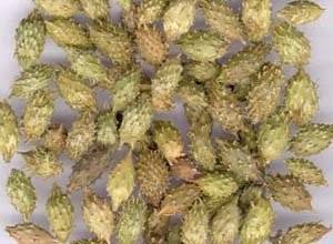 被鼻炎折磨了 39 年，原來蒼耳子才是鼻炎的剋星，輕鬆搞定！