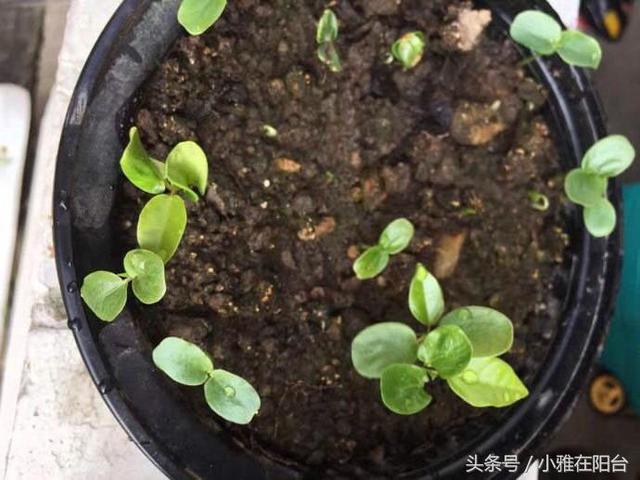 家裡種百香果，只開花不結果，只需一個小方法，十五天就掛果了