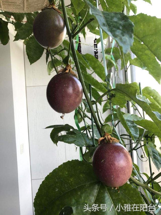 家裡種百香果，只開花不結果，只需一個小方法，十五天就掛果了