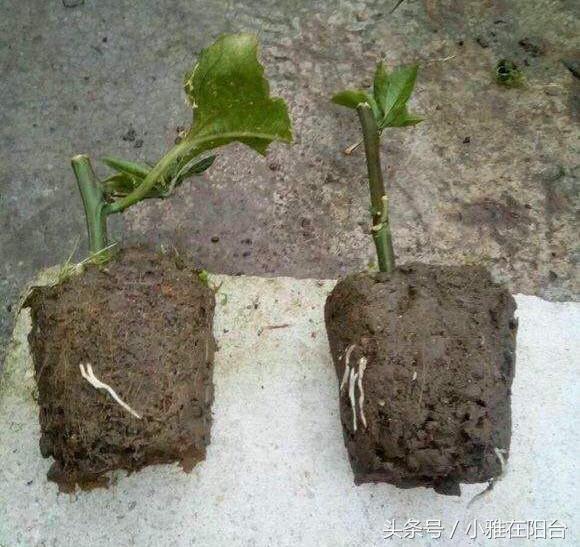 家裡種百香果，只開花不結果，只需一個小方法，十五天就掛果了