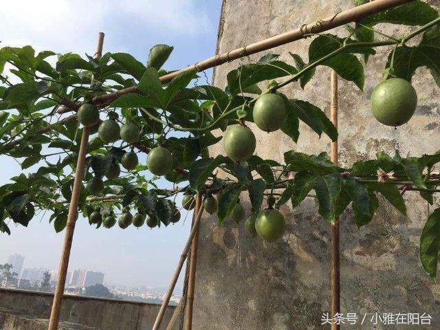 家裡種百香果，只開花不結果，只需一個小方法，十五天就掛果了