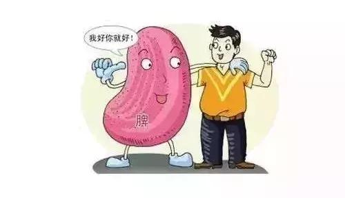 這篇把補脾的知識都講明白了，值得收藏！