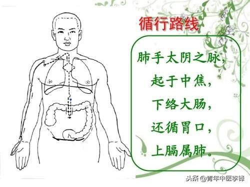 手太陰肺經何以「起於中焦」?而肝經卻非「止於中焦」？