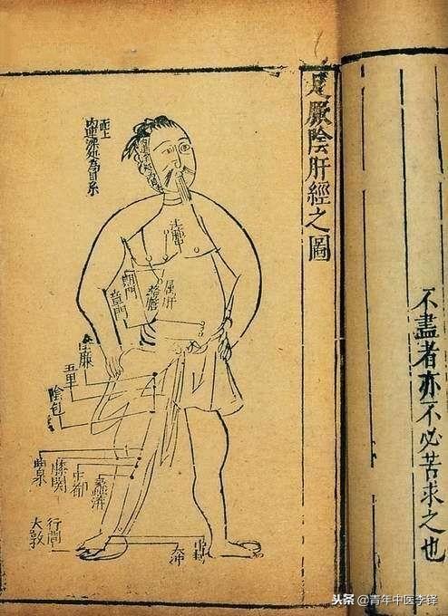 手太陰肺經何以「起於中焦」?而肝經卻非「止於中焦」？
