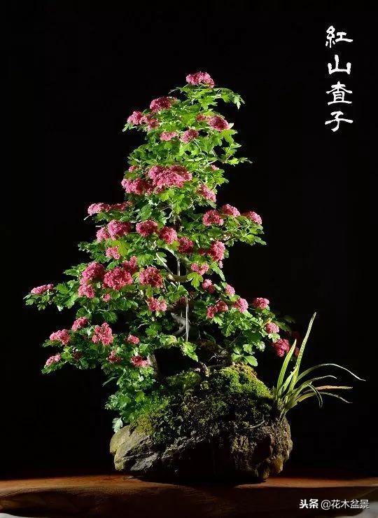 價值幾十萬的附石盆景！太美了！