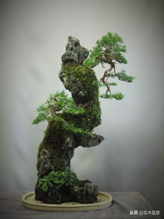 價值幾十萬的附石盆景！太美了！