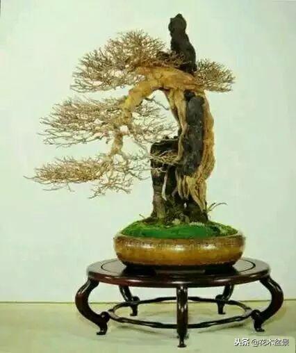 價值幾十萬的附石盆景！太美了！