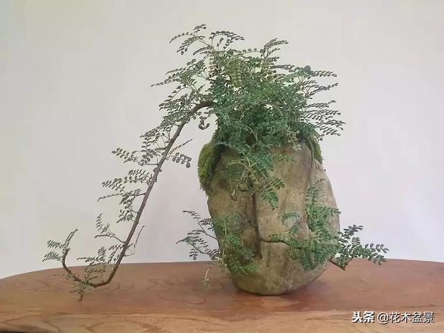 價值幾十萬的附石盆景！太美了！