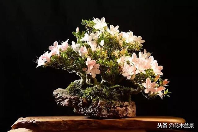 價值幾十萬的附石盆景！太美了！