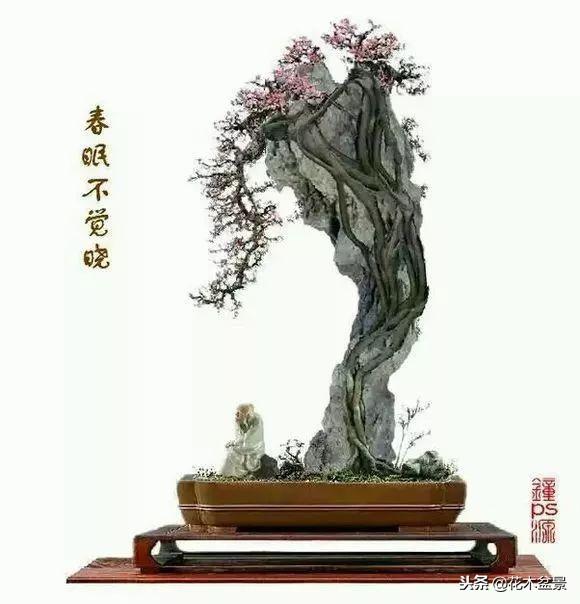 價值幾十萬的附石盆景！太美了！