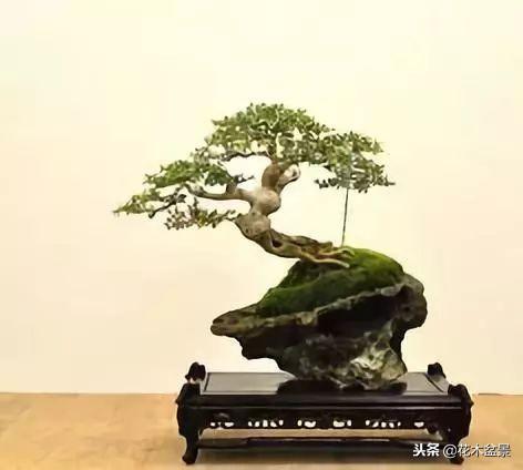 價值幾十萬的附石盆景！太美了！