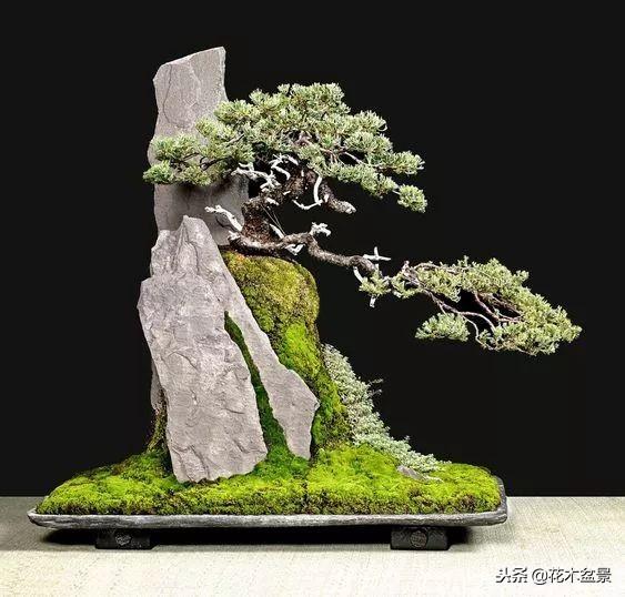 價值幾十萬的附石盆景！太美了！