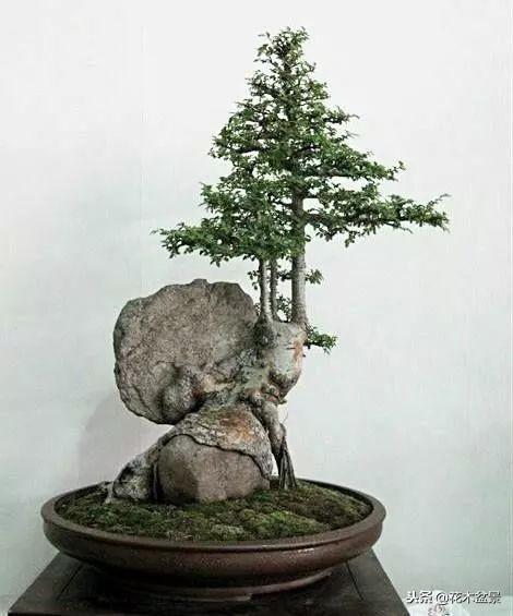 價值幾十萬的附石盆景！太美了！